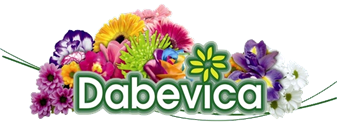 Dabevica · Productores de flor cortada